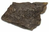 Fossil Ornithischian Dinosaur Bone Section - Montana #355102-1